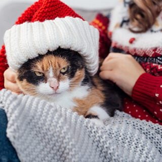 A white, black and orange calico cat with green eyes is wearing a knit red and white santa hat. The cat looks very grumpy. The cat is laying on a gray knit blanket spread over a woman’s lap. Her face is out of frame, she is wearing a red holiday sweater and blue jeans.